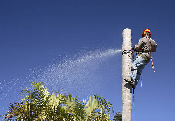 Best Commercial Tree Services  in South Venice, FL