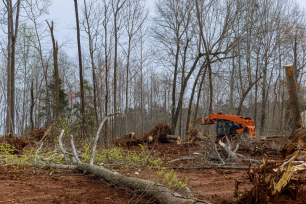 How Our Tree Care Process Works  in  South Venice, FL