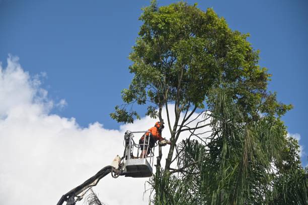 Tree and Shrub Care in South Venice, FL